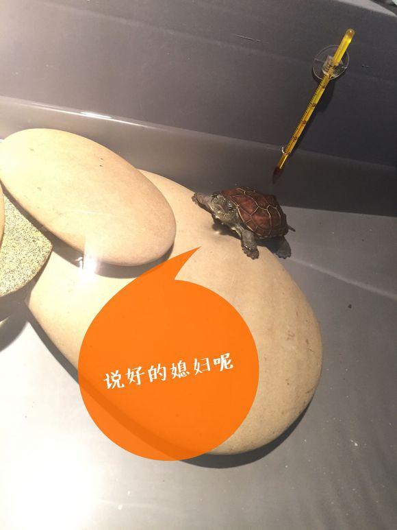 「龟友记录」萌妹子养龟全纪录（第一部）