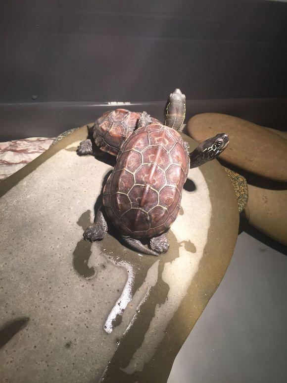 「龟友记录」萌妹子养龟全纪录（第一部）