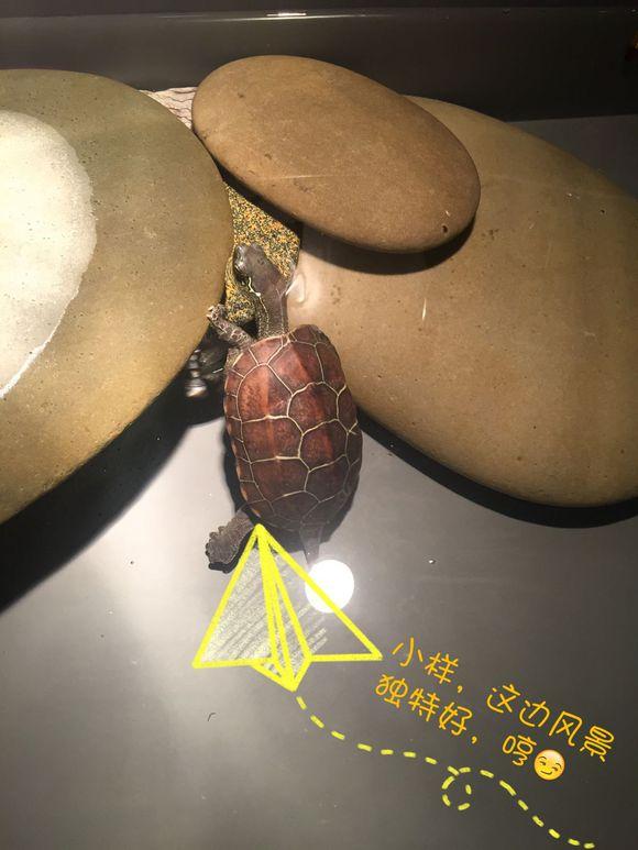 「龟友记录」萌妹子养龟全纪录（第一部）