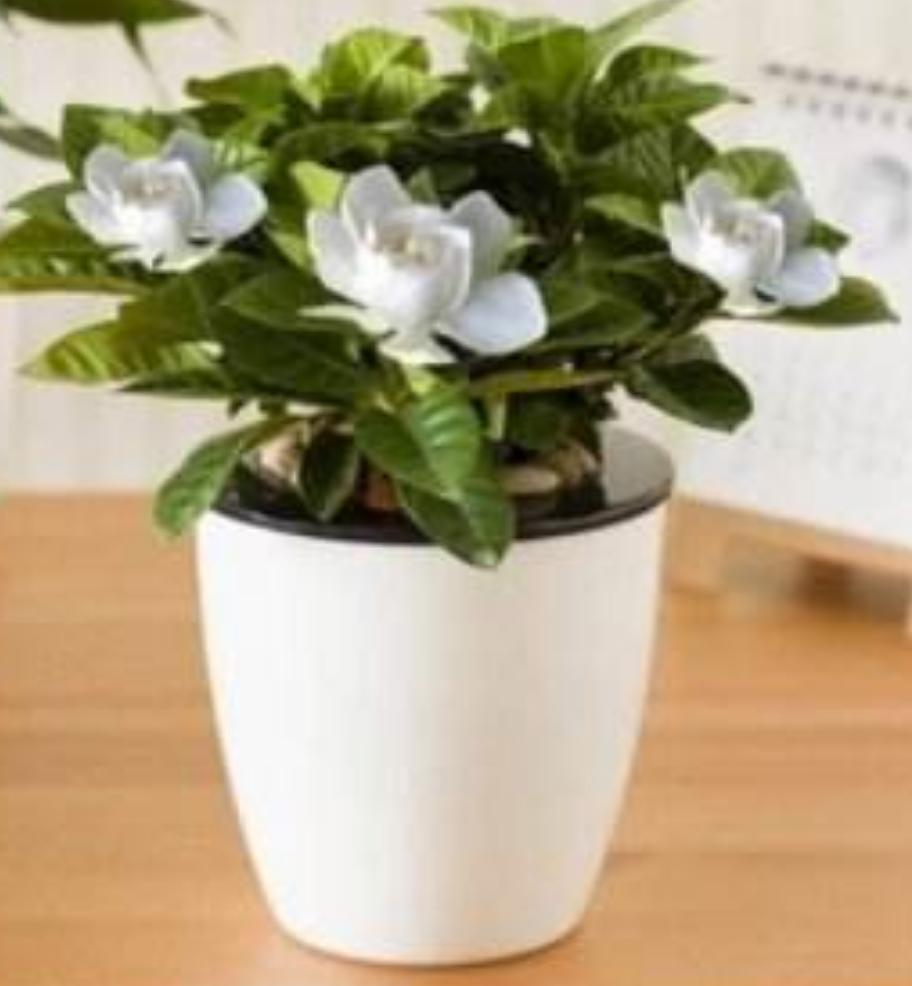 怎样才能把栀子花养好,好好的栀子花怎么生虫