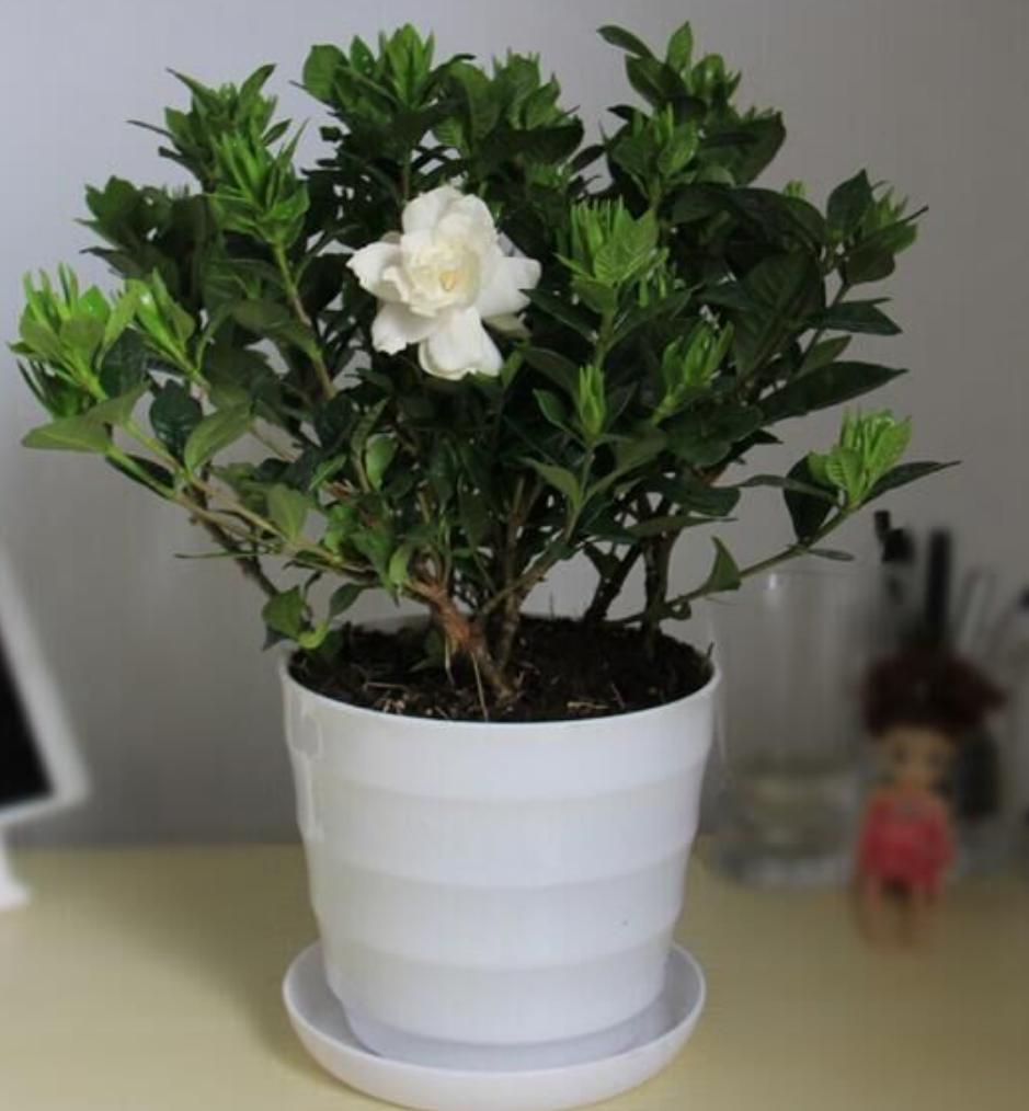 怎样才能把栀子花养好,好好的栀子花怎么生虫