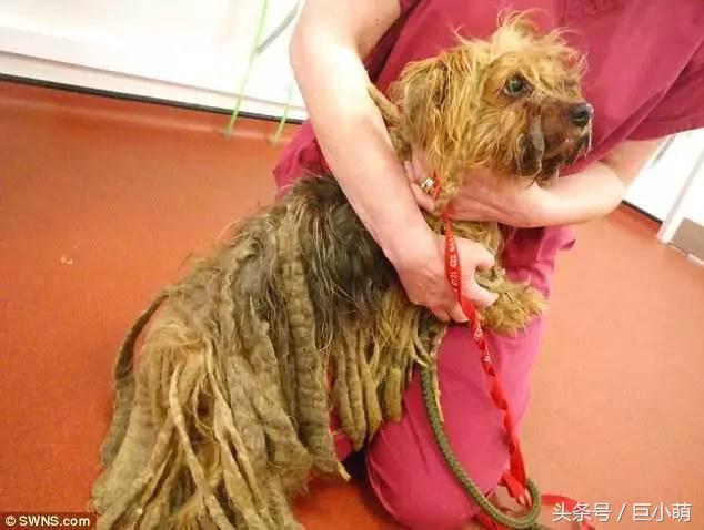 约克夏犬优点和缺点,约克夏犬活泼开朗