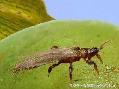 种菜病虫害的防治口诀,种菜小知识大全预防病虫害