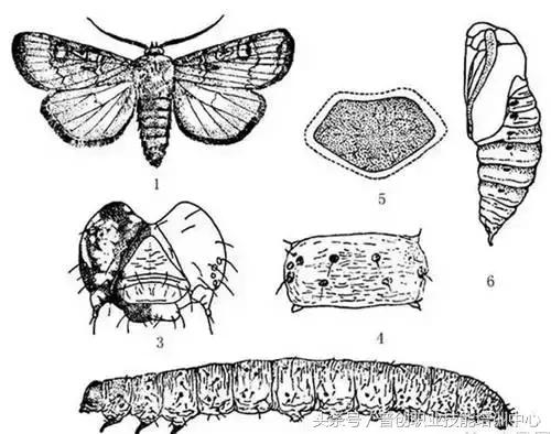 地老虎生长过程,如何杀死地老虎