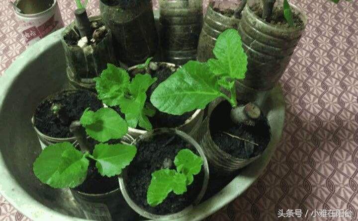 无花果枝繁叶茂,刚刚种的无花果怎么提高成活率