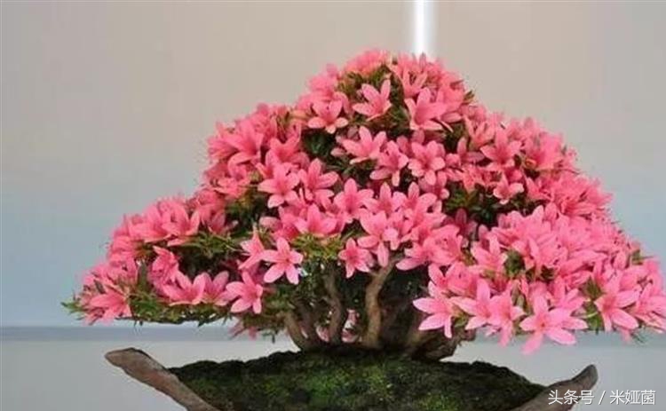 杜鹃花得了黑斑病怎么治好,杜鹃花有黑色斑点怎么回事