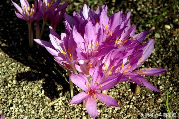 每日一花丨9月10日