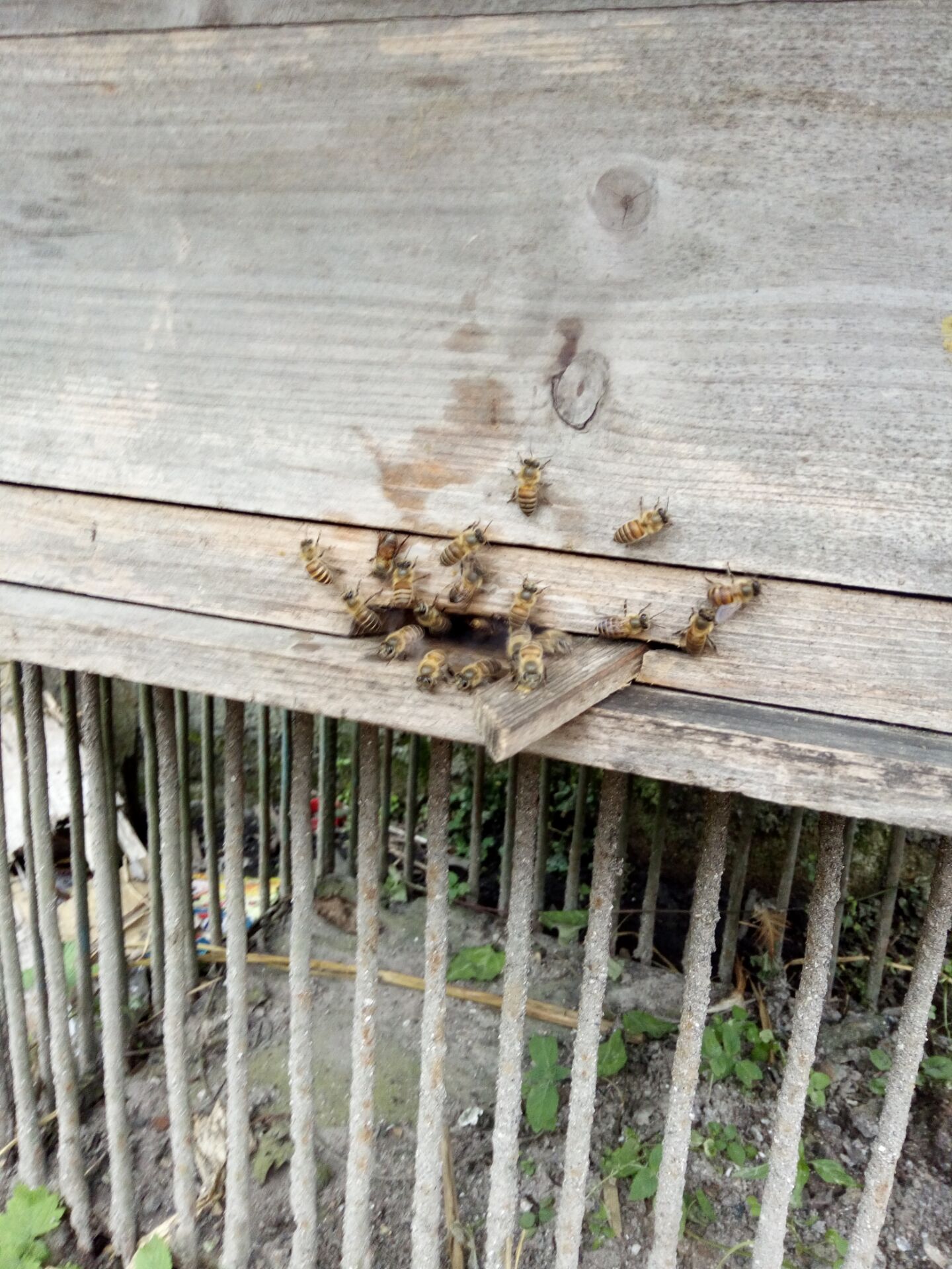 箱外观察中蜂正常现象,箱外观察技术视频