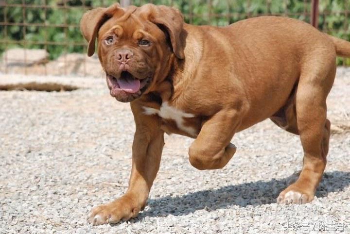 世界名犬前十名,世界名犬排名前十名图片