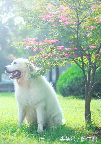 世界名犬前十名,世界名犬排名前十名图片