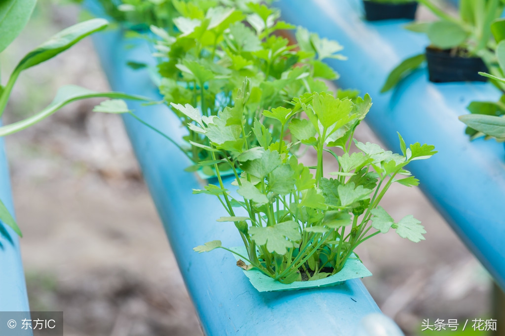 30块一斤的香菜，现在种正合适，一冬天吃不完，还长得大如芹菜！