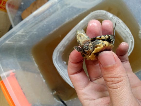 龟不用加热棒怎么给龟加温,龟治病加热棒推荐