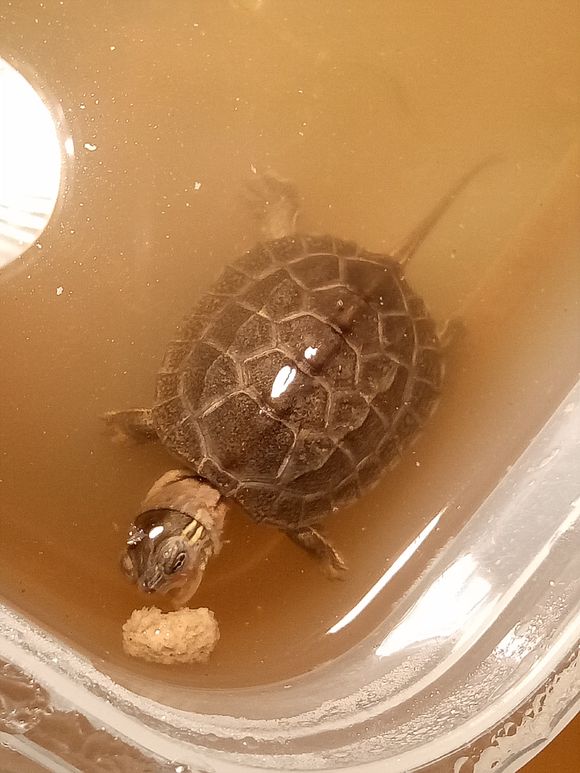 龟不用加热棒怎么给龟加温,龟治病加热棒推荐