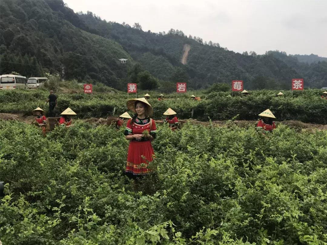 张家界莓茶将亮相茶博会,张家界莓茶文化节新闻发布会