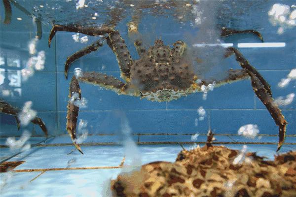 一千斤巨型龙虾,18斤巨型龙虾