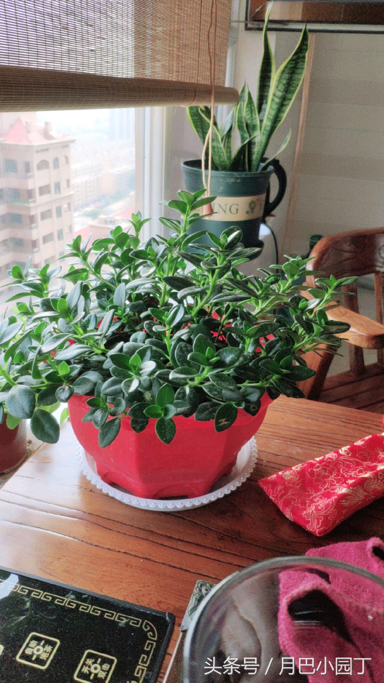 金鱼吊兰正确养法爆盆最快,金鱼吊兰几月开花结实好养