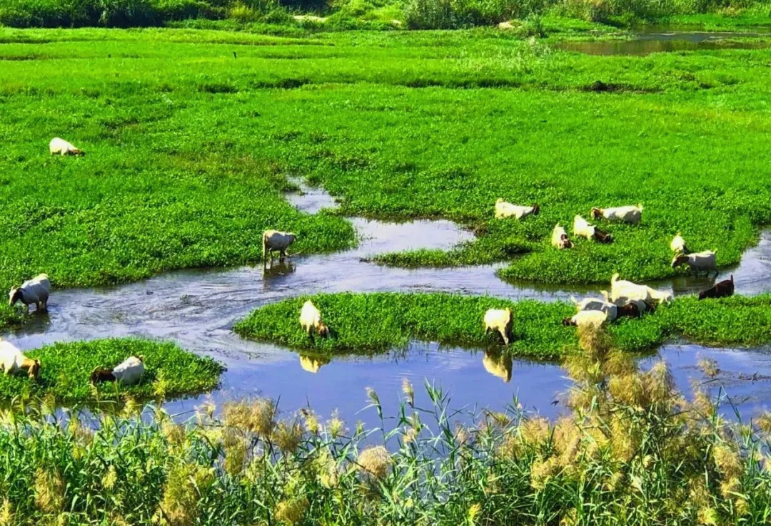 蟠龙河，清晨羊鹭齐歌，难得一见！