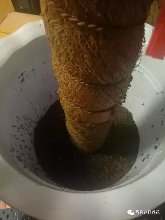 塑料瓶加点树皮，垒起来养成了绿萝树，发疯猛长叶宽20厘米！