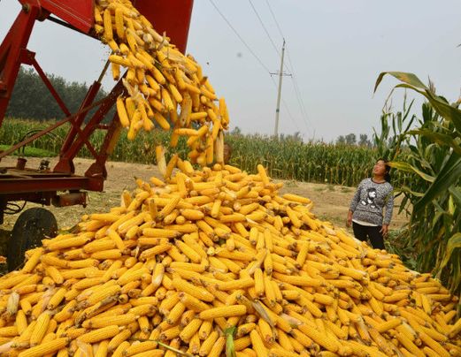 一亩地种植小麦利润大概多少钱,种植水稻一年收入多少钱