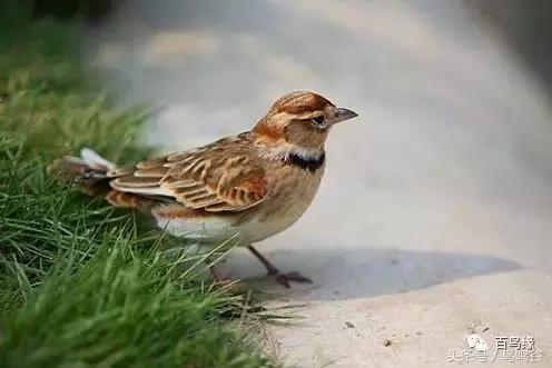 老野历程一路走来的胡说八道汇总