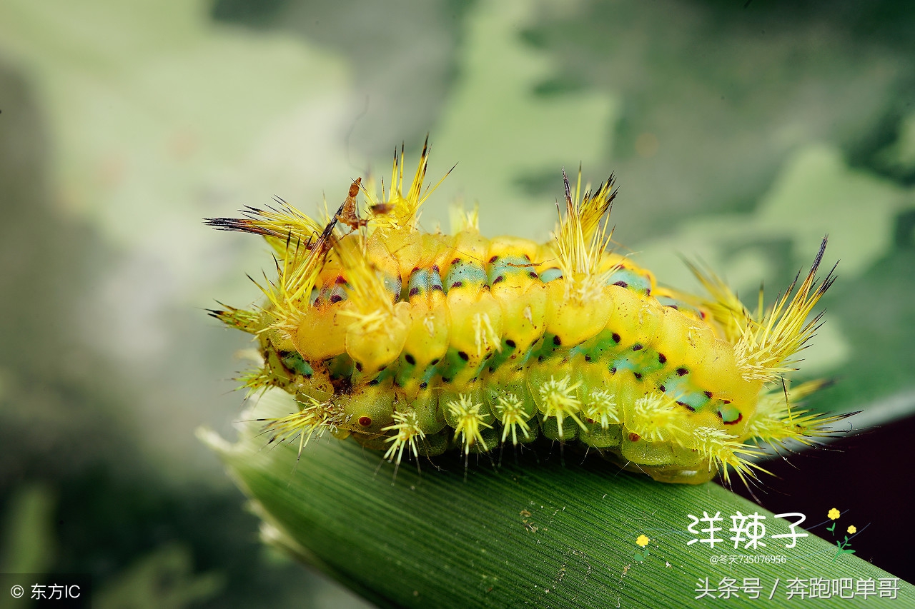 玉米地被洋辣椒蛰了怎么办,洋辣子下午被蛰怎么办