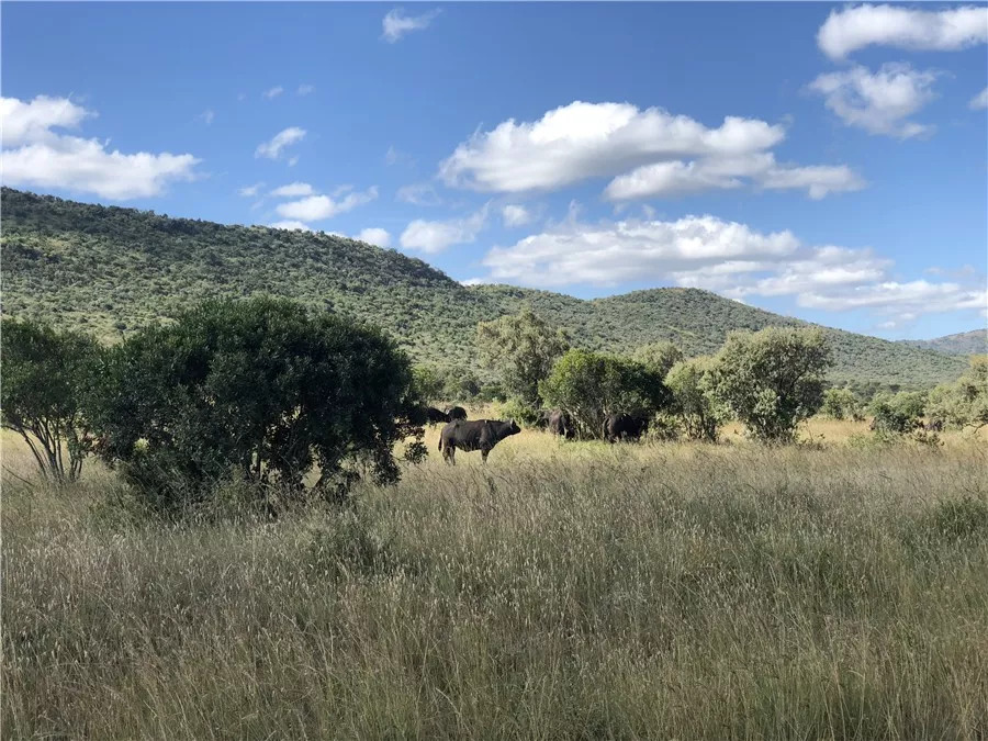 肯尼亚│我没有错过非洲，错过动物大迁徙