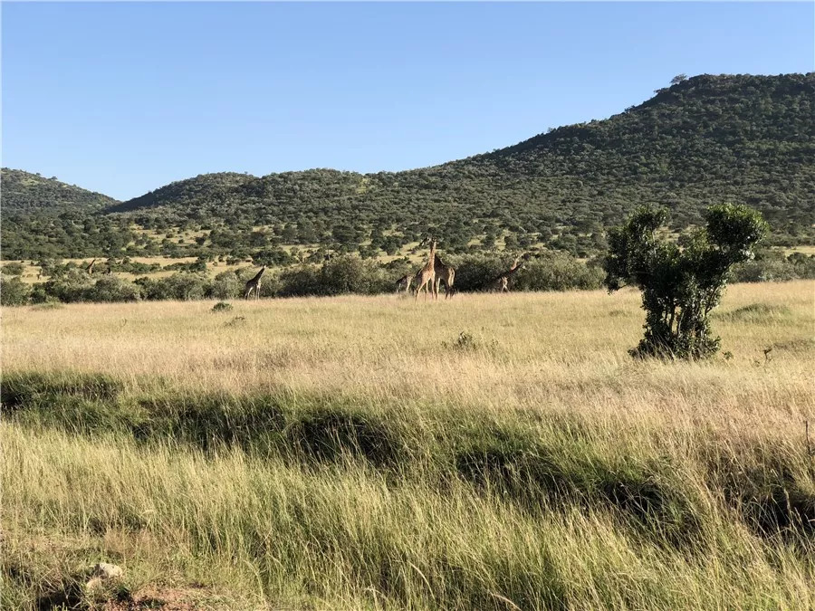 肯尼亚│我没有错过非洲，错过动物大迁徙