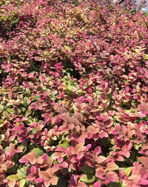 红花檵木枯萎怎么处理,红花檵木叶子枯黄怎么治