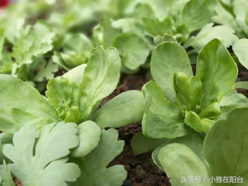 阳台种菜的小妙招视频教程,阳台养多肉怎么预防徒长