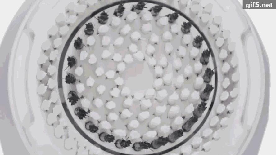 请问洁面仪真的能洗干净脸吗,这款洁面仪超火让你的脸更加洁净