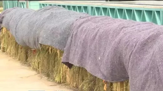 丰收节晚会直播中央1台几点开始,中央一套丰收节晚会现场直播高清