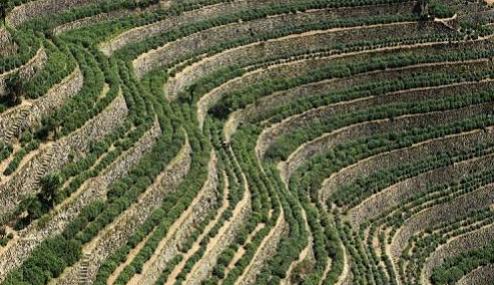 果树植保解决方案有哪些,果树植保国家权威