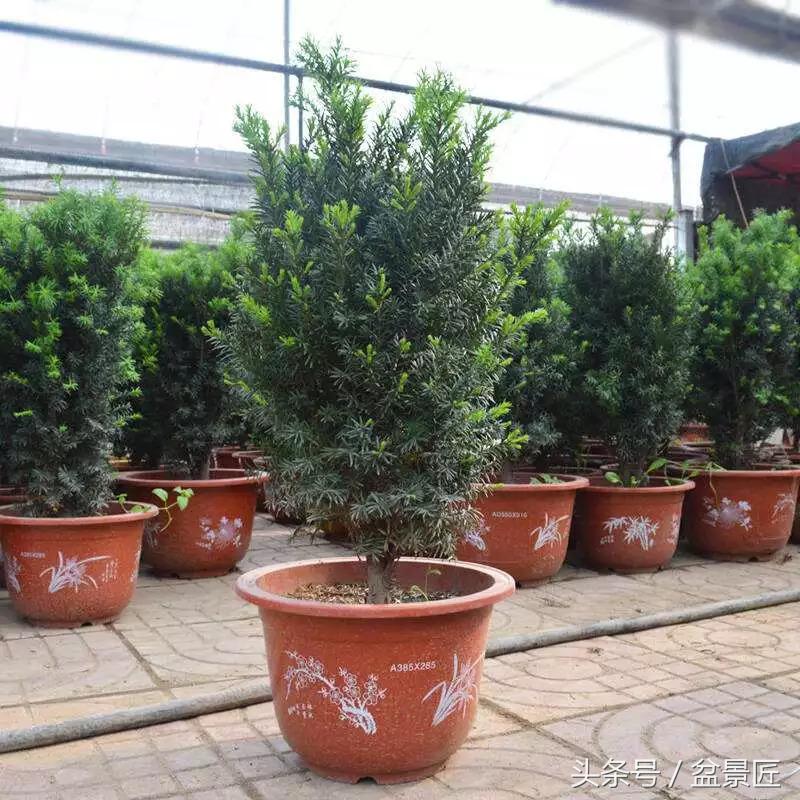 净化空气发财树盆栽注意事项,红豆杉烂根如何复活