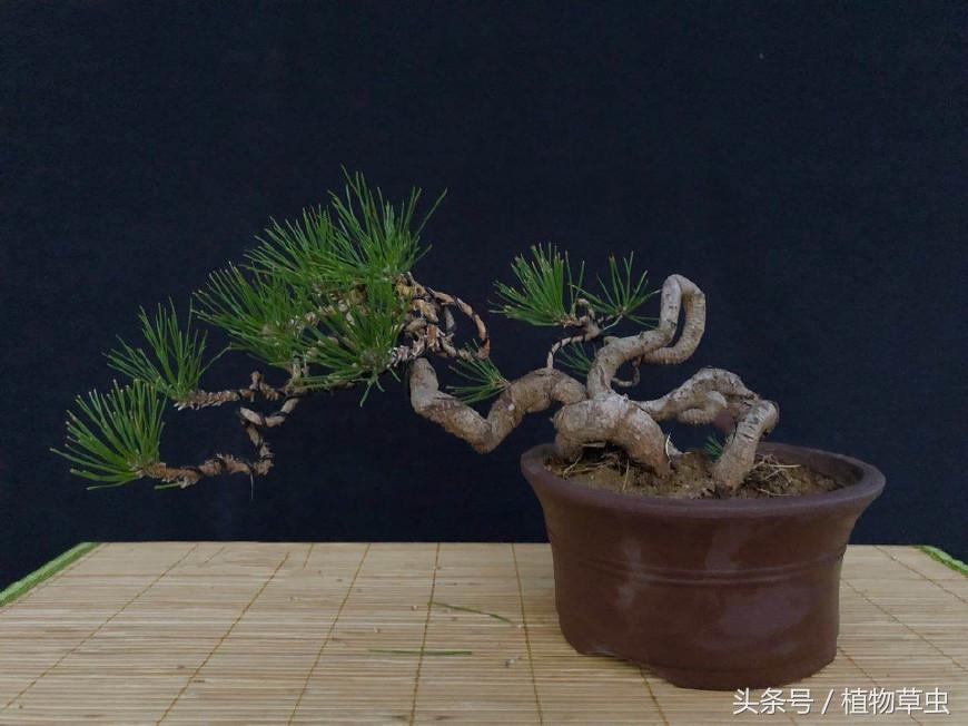 临水黑松精品盆景欣赏,临水黑松盆景用什么盆