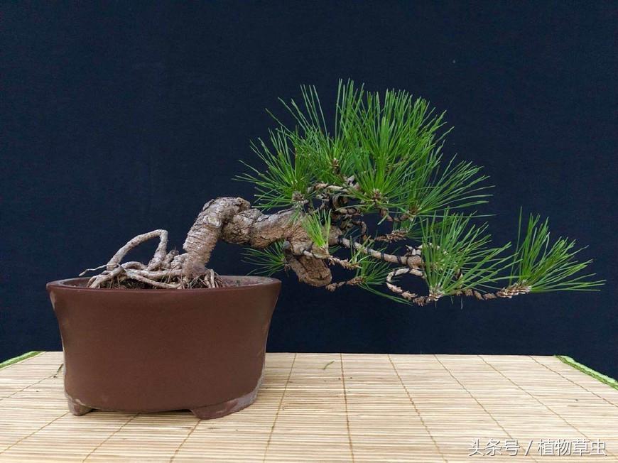 临水黑松精品盆景欣赏,临水黑松盆景用什么盆