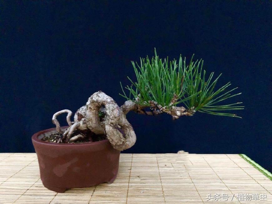 黑松盆景临水方法 (黑松临水盆景怎么养)