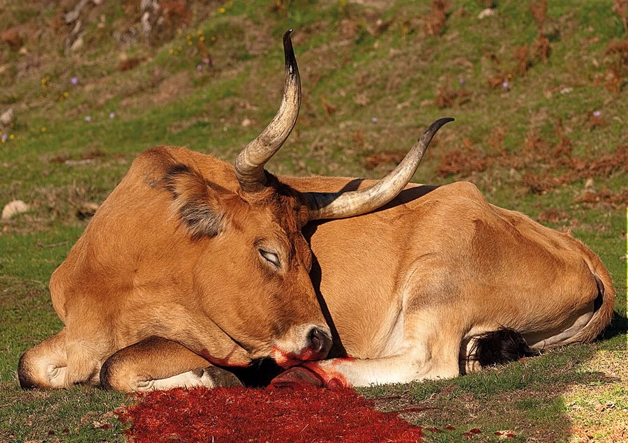 老鼠药差点毒死全村,老鼠药毒不死人