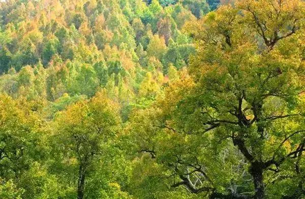 国内最美的十大海滨城市,国内最撩人的20个金秋童话