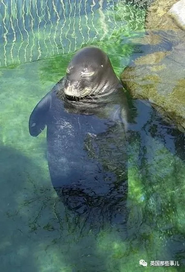 没有干劲的废柴海豹，只要心中有床，在哪里都可以豹睡个爽啊……