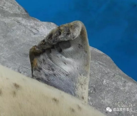 没有干劲的废柴海豹,只要心中有床,在哪里都可以豹睡个爽啊……