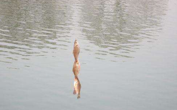 这4种饵用在串钩上，效果出乎意料的好，鲫鲤鱼好钓到没话说！