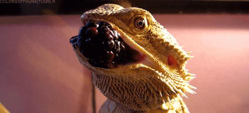 蜥类爬宠大全,爬宠短尾巨蜥