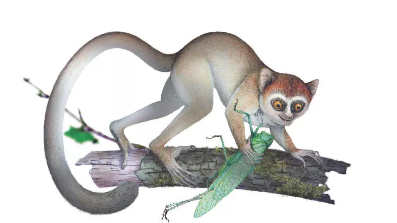 人体哪个部位让你，忍不住伸出舌头，想舔……｜从5500万年前说起