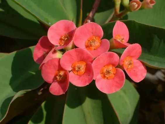 盘点家里忌养的植物,不适合在卧室养的植物