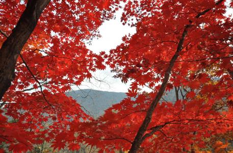 赏枫踏水才是东北秋季的正确打开方式