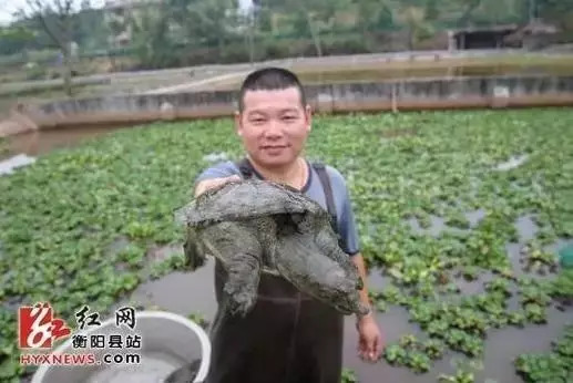 中国甲鱼生态养殖第一村,大型养殖基地养殖生态甲鱼