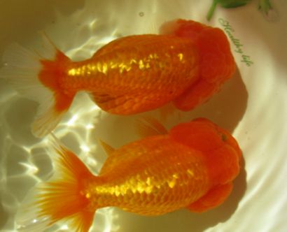 观赏鱼白点病和水霉的区别,观赏鱼白霉病最好治疗方法