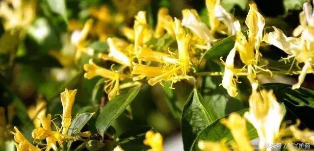 一副中药30多味药是大方子吗,一个方子30多味中药