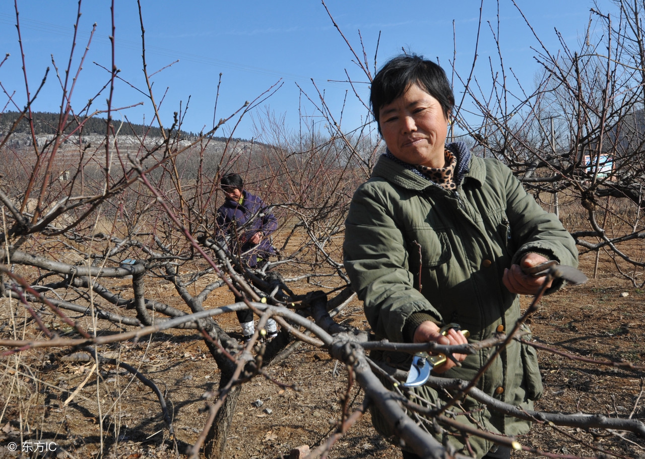 果树修剪常用手法和作用是什么,果树修剪常用技术有哪些