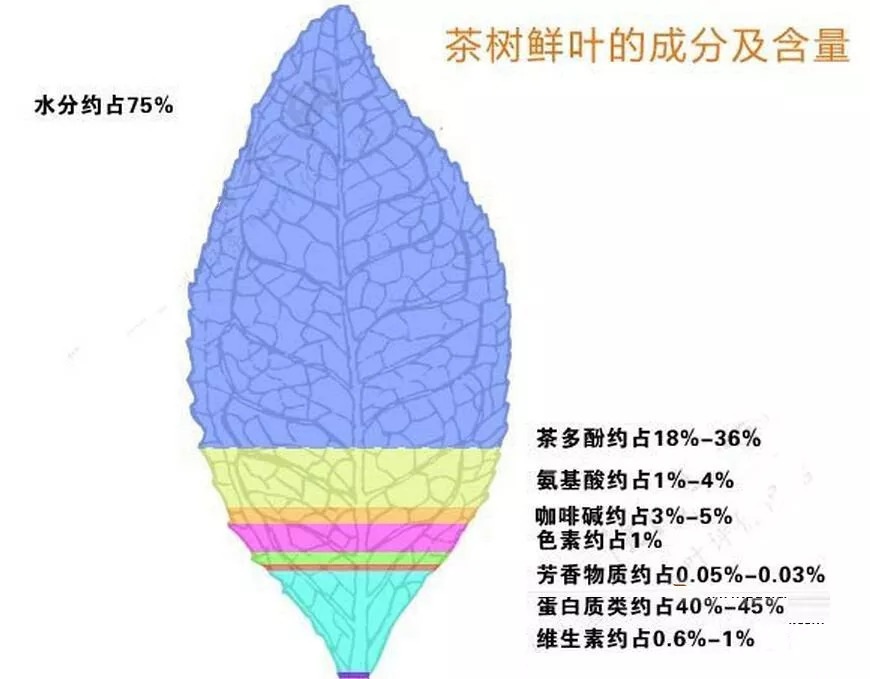 茶叶不苦不涩能回甘生津才是好茶,回甘生津明显的是好茶吗